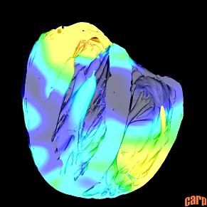 Simulation in Rabbit Ventricles